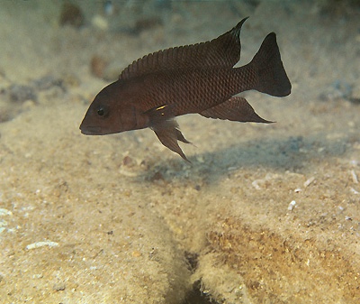 Neolamprologus modestus 'Chisanse'